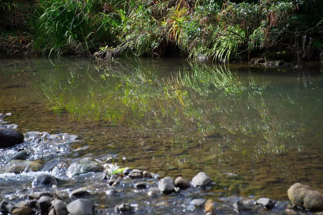 Calm river flowing beside the bush retreat