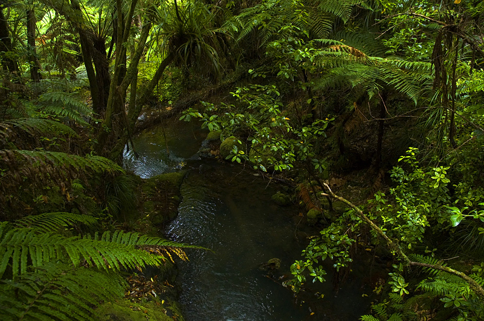 Rainforest landscape in the Coromandel Peninsula with dense green foliage
